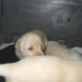 3 weeks  3-4 pounds 012