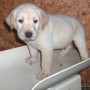 Careen-Kiiro-pups 4-1.5-weeks-17