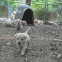 Careen-Kiiro-pups 4-1.5-weeks -6