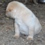Careen-Kiiro-pups 4-1.5-weeks -6-lbs-4