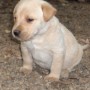 Careen-Kiiro-pups 4-1.5-weeks -6-lbs-5