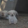 Careen-Kiiro-pups 4-1.5-weeks-7