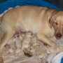 Careen laying with her babies