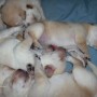 Careen-pups sleeping-6