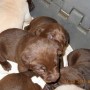 Chocolate pups-12