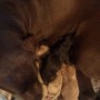 Pups-1-day old-1