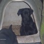 black pup in kennel-1