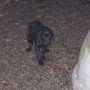 black pup walking