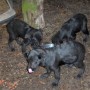 black pups-2