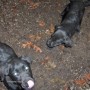 black pups-3