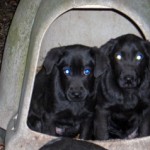 black pups-4