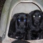 black pups-4