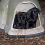 black pups-5