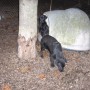 black pups at kennel-3
