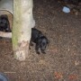 black pups hanging out-3
