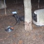 black pups hanging out