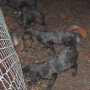 black pups outside-1-2