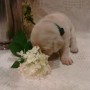 yellow pup sniffin flowers