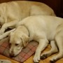 Careen and her Siesta at 6 months 58 pounds a