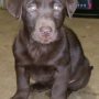 Available chocolate male