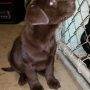 Available chocolate male a