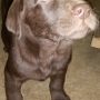 Available chocolate male b