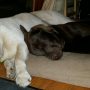 Marlin at six months passed out with Grandma Careen