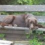 guarding bench