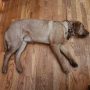 passed out on dining room floor