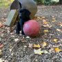 having a ball