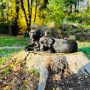 sunny Sunday stump sittitng